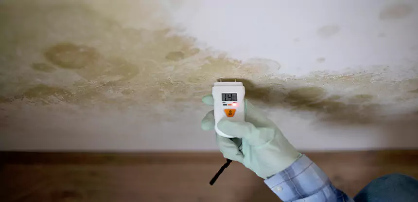 Emergency Mold Remediation in Griffin