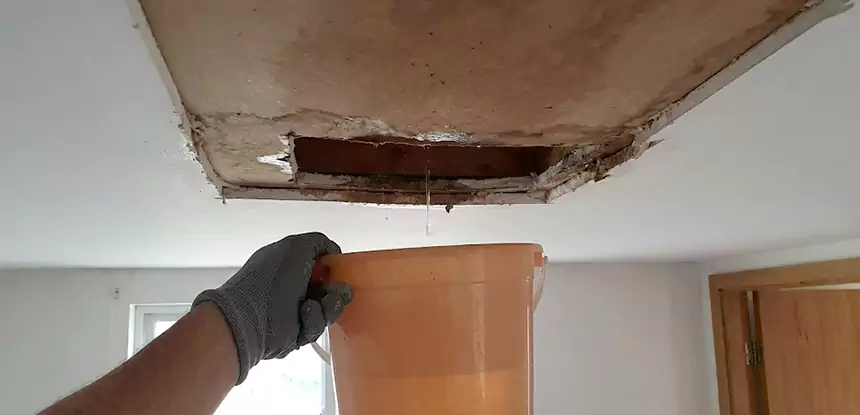 Ceiling Mold Repair Griffin 